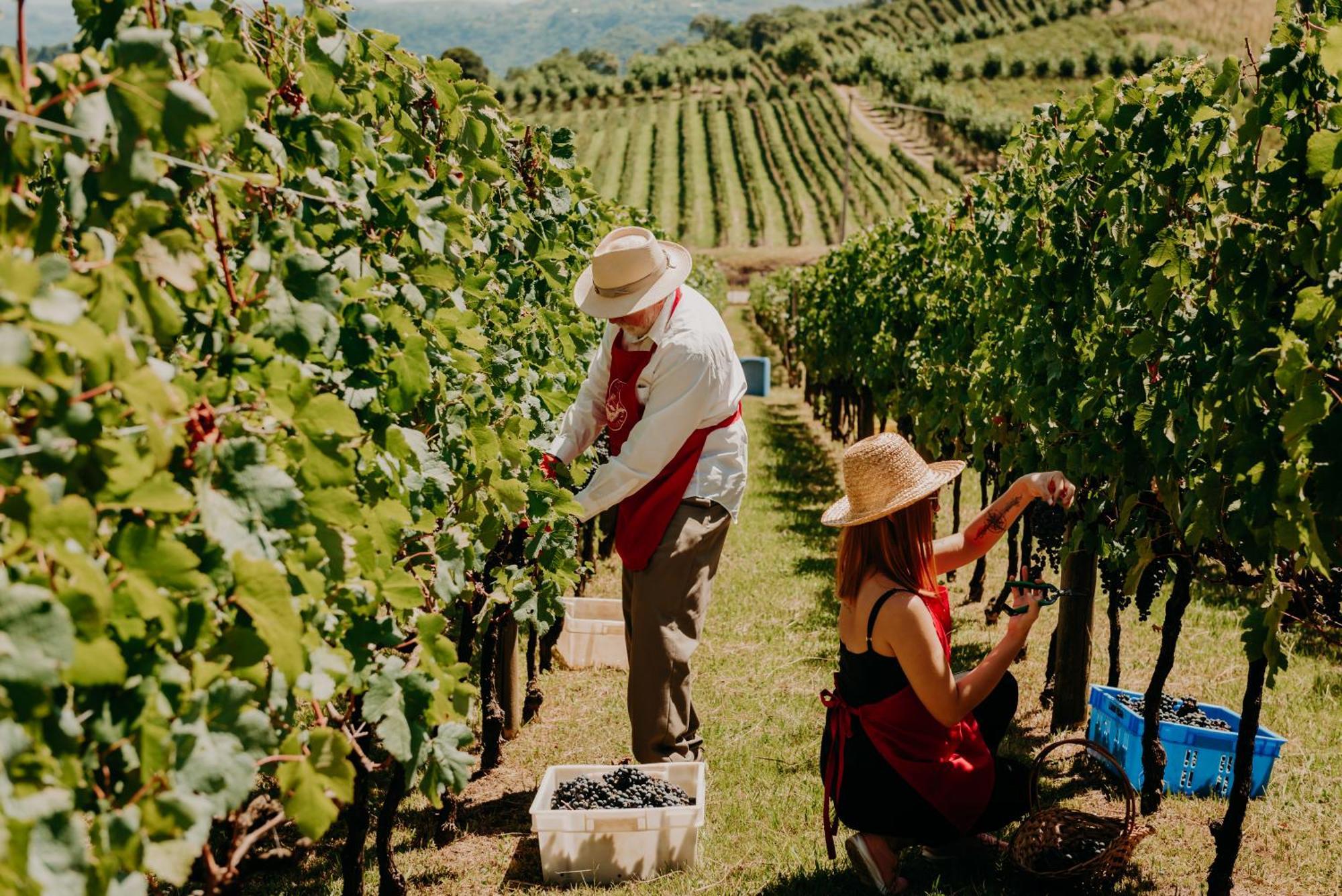 Spa Do Vinho Condominio Vitivinicola Bento Gonçalves Exterior foto Harvesting grapes in the Okanagan Valley